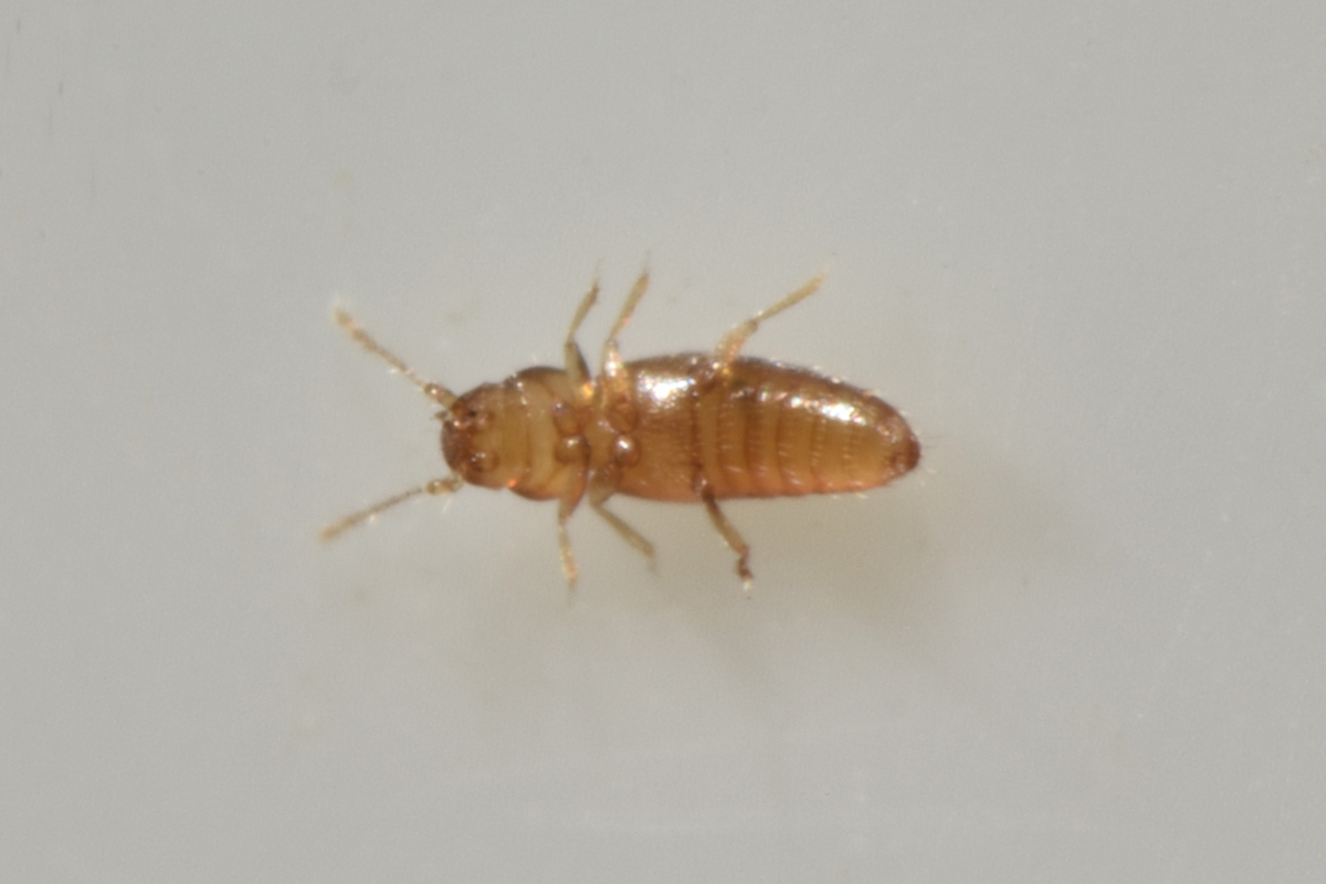 Ptiliidae:  Ptinella sp?